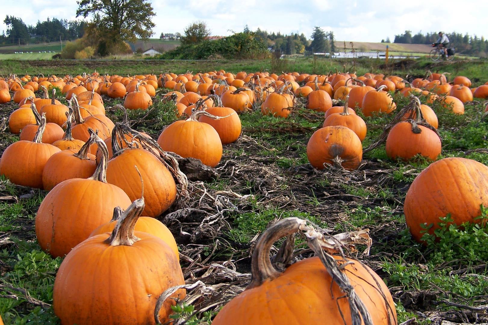 UPick Pumpkin Blowout Miss Angel's Heavenly Pies Inc.